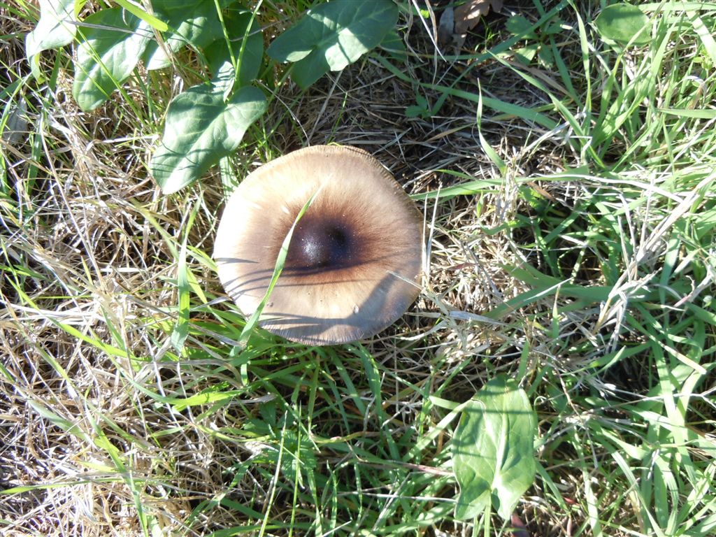 Funghi da Capodimonte